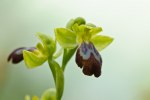 Ophrys lupercalis, Sicilien 2012-04-24