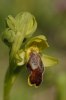 Ophrys fusca subsp. calocaerina, Sicilien 2012-04-24