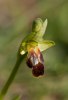 Ophrys fusca subsp. calocaerina, Sicilien 2012-04-24