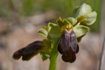 Ophrys fusca subsp. sabulosa, Sicilien 2012-04-25