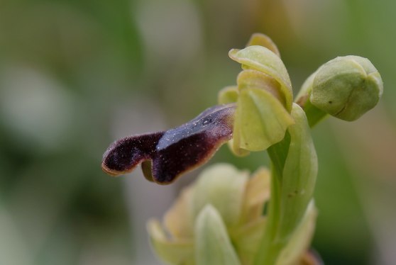O. fusca subsp. obaesa, Sicilien, 2012-04-24
