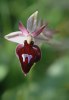 Ophrys gottfriediana, Peloponnesos, 2004-04-14