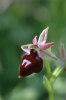 Ophrys gottfriediana, Peloponnesos, 2004-04-14