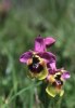 Ophrys grandiflora, Sicilien 2003-04-23