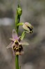 Ophrys halia,  Rhodos 2011-04-08