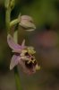 Ophrys halia,  Rhodos 2011-04-08
