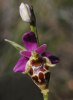 Ophrys heldrichii, Kreta 2007-04-18
