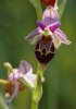Ophrys heldrichii, Kreta 2007-04-19