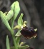 Ophrys herae, Cypern, 2002-03-13
