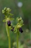 Ophrys fusca subsp. hespera, Toscana (It.) 2010-04-14