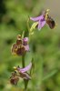 Ophrys heterochila, Profitis Ilias, Rhodos, 2011-04-05 