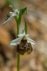 Ophrys heterochila, Profitis Ilias, Rhodos, 2011-04-05 