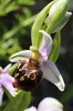 Ophrys homeri,  Pelianeon, Chios, 2009-04-08