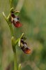 Ophrys insectifera, Skultorp, Sverige 2009-06-07