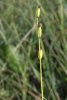 Ophrys insectifera, Skogatorp