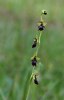 Ophrys insectifera, Aveyron, Frankrike, 2011-05-20
