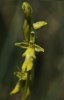 Ophrys insectifera var. ochroleuca, Skultorp, Sverige 2008-06-07