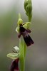Ophrys insectifera, Seranon, Frankrike, 2011-05-18