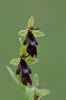 Ophrys insectifera, Aveyron, Frankrike, 2011-05-20