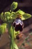 Ophrys israelitica, Cypern 2002-03-13