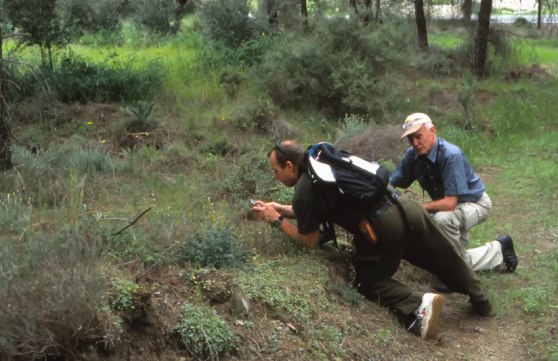 O. israelitica-lokal, Cypern, 2002-03-13