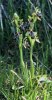 Ophrys kotschyi, Cypern 2002-03-15