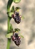 Ophrys kotschyi, Cypern 2002-03-12