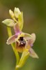 Ophrys lacaitae x calliantha, Mt Iblei, Sicilien 2012-04-23