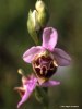 Ophrys lacaena, Peloponnesos 2004-04-13 