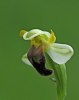 Ophrys pallida, Sicilien 2008-04-22