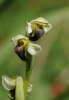 Ophrys pallida, Sicilien 2008-04-22