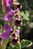 Ophrys_leochroma_4