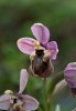 Ophrys leochroma, Rhodos, 2011-04-08