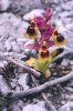 Ophrys leochroma, Kreta april 1998