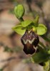 Ophrys leucadica, Chios 2009-04-10