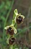 Ophrys levantina, Cypern 2002-03-15