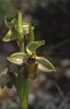 Ophrys levantina, Cypern 2002-03-17