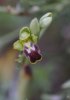 Ophrys lindia, Rhodos 2011-04-03