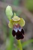 Ophrys lindia, Rhodos 2011-04-05