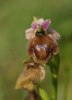Ophrys lucis, Rhodos, 2011-04-06