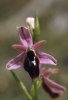 Ophrys lunulata, Mt. Iblei, Sicilien 2003-04-24