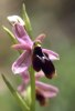 Ophrys lunulata, Mt. Iblei, Sicilien 2003-04-24