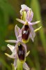 Ophrys lunulata, Mt. Iblei, Sicilien 2012-04-23