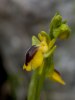 Ophrys lutea, Gargano (It.) 2011-04-24