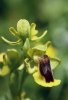 Ophrys lutea. Sicilien 2003-04-25