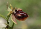 Ophrys mammosa, peloponnesos 2004-04-14