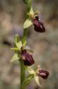 Ophrys mammosa, Kreta 2007-04-15