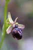 Ophrys mammosa, Rhodos 2011-04-03
