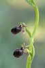 Ophrys mammosa, Rhodos 2011-04-04