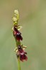 Ophrys insectifera, Kinnekulle, Sverige, 2012-05-29